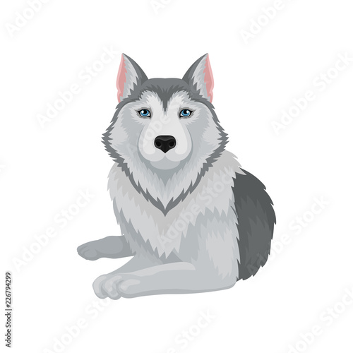 Flat vector icon of lying Siberian husky. Dog with gray coat and blue shiny eyes. Element for poster of zoo store or kennel club