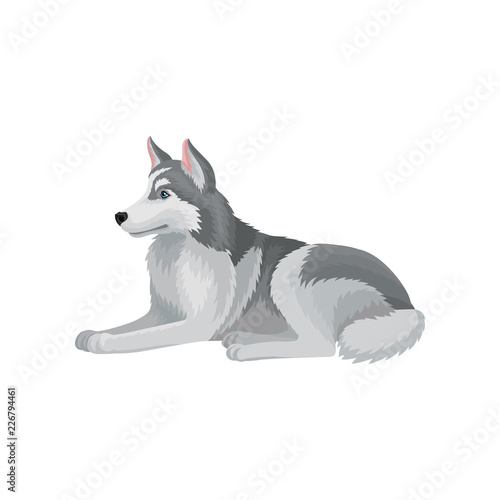 Flat vector icon of Siberian husky lying isolated on white background. Dog with fluffy gray coat. Home pet. Domestic animal