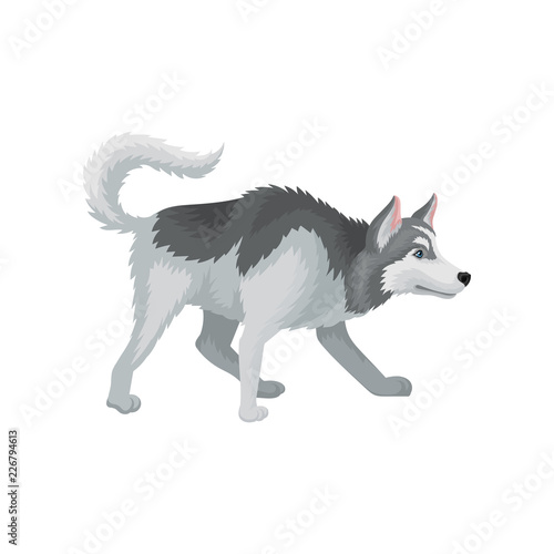 Flat vectir icon of playful Siberian husky. Adult domestic dog with gray coat and blue shiny eyes. Home pet. Human s best friend photo