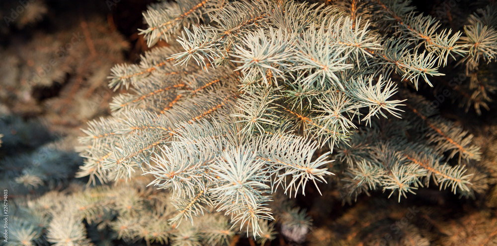 Green spruce branches as a textured background. Branch of blue spruce Green spruce branches as a textured background. Branch of blue spruce