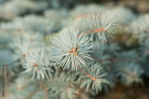 Green spruce branches as a textured background. Branch of blue spruce