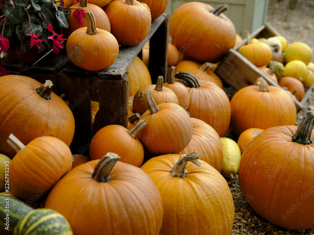 Autumn - harvest festival - Halloween - Thanks Giving: a colourful arrangement of pumpkin, marrow, gourdes and others. Autumn - harvest festival - Halloween - Thanks Giving: a colourful arrangement of pumpkin, marrow, gourdes and others.