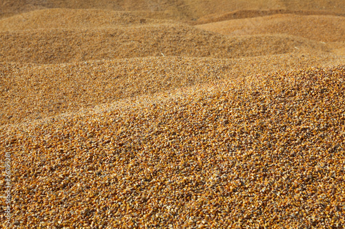 Corn background, heap of corn crop after harvest