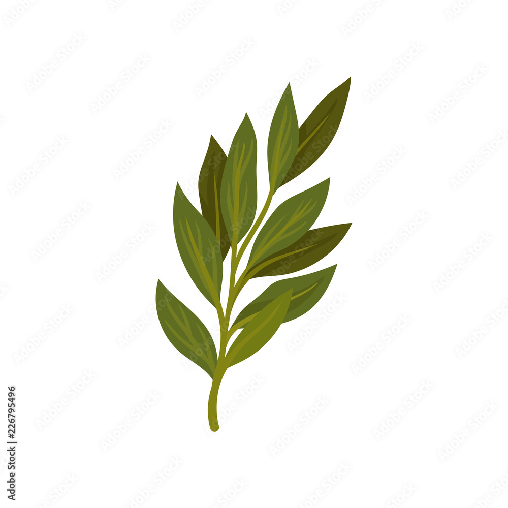 Branch of green bay leaves. Aromatic seasoning for dishes. Herb used in culinary. Flat vector for poster or recipe book