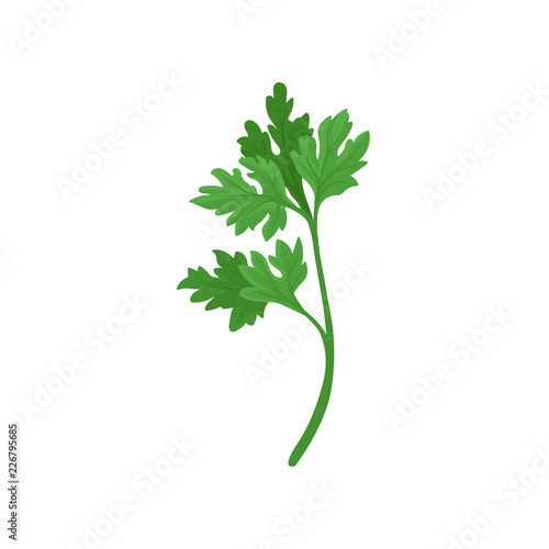 Sprig of parsley with bright green aromatic leaves. Natural ingredient for flavoring dishes. Flat vector icon