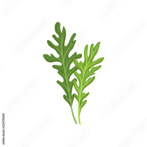 Two small green rocket leaves. Fresh arugula. Natural ingredient. Culinary herb. Flat vector design