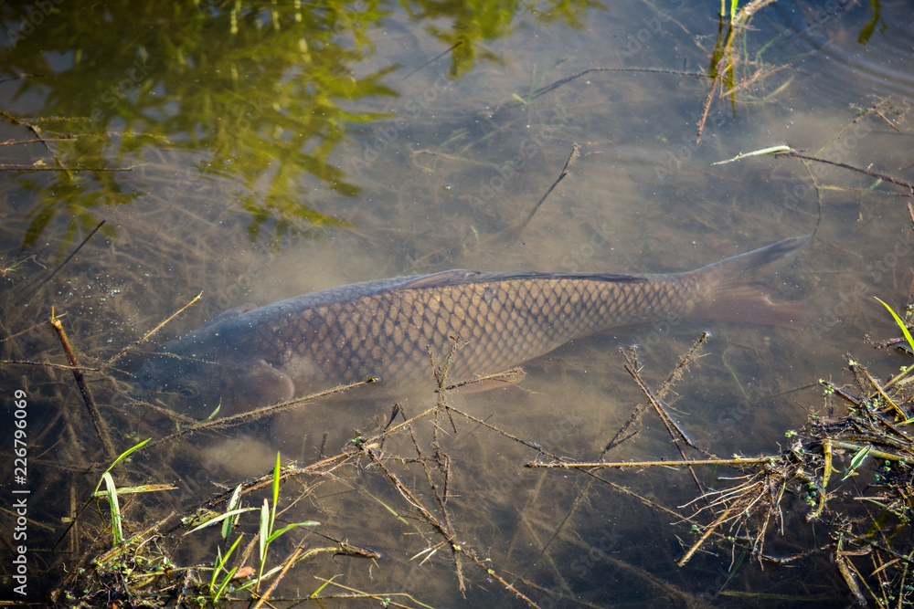 Carp Fish Swimming in Lake Redman in Loganville, Pennsylvania Carp Fish Swimming in Lake Redman in Loganville, Pennsylvania