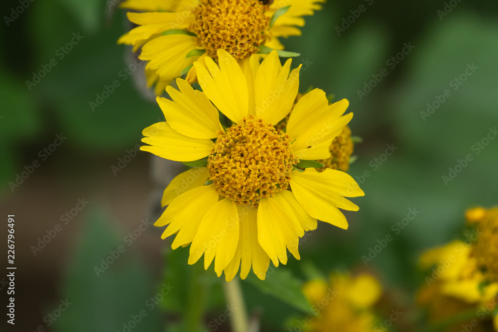 Golden Crownbeard Flower in Bloom Golden Crownbeard Flower in Bloom