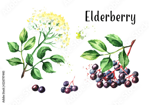 Photos Elder flower blossom and elderberry set