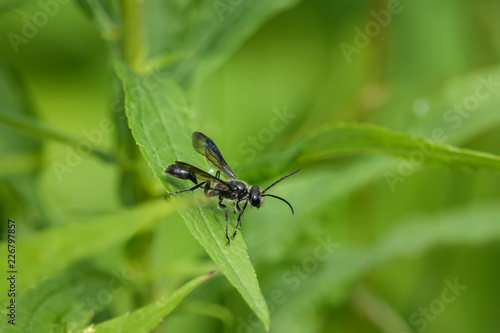 Grass Carrying Wasp on Leaf