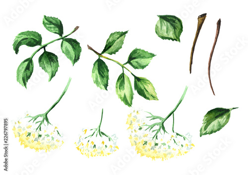 Billede på lærred Elderflower elements. Watercolor hand drawn illustration