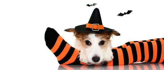 BANNER OF A CUTE HALLOWEEN DOG WEARING A WITCH OR WIZARD HAT SITTING  OVER  ORANGE AND BLACK SOCKS OF ITS CHILD OWNER. ISOLATED AGAINST WHITE BACKGROUND WITH COPY SPACE.