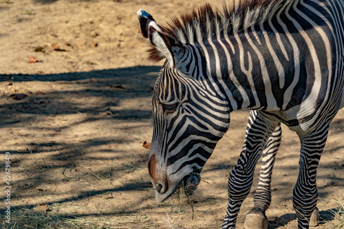 Tanzania zebra