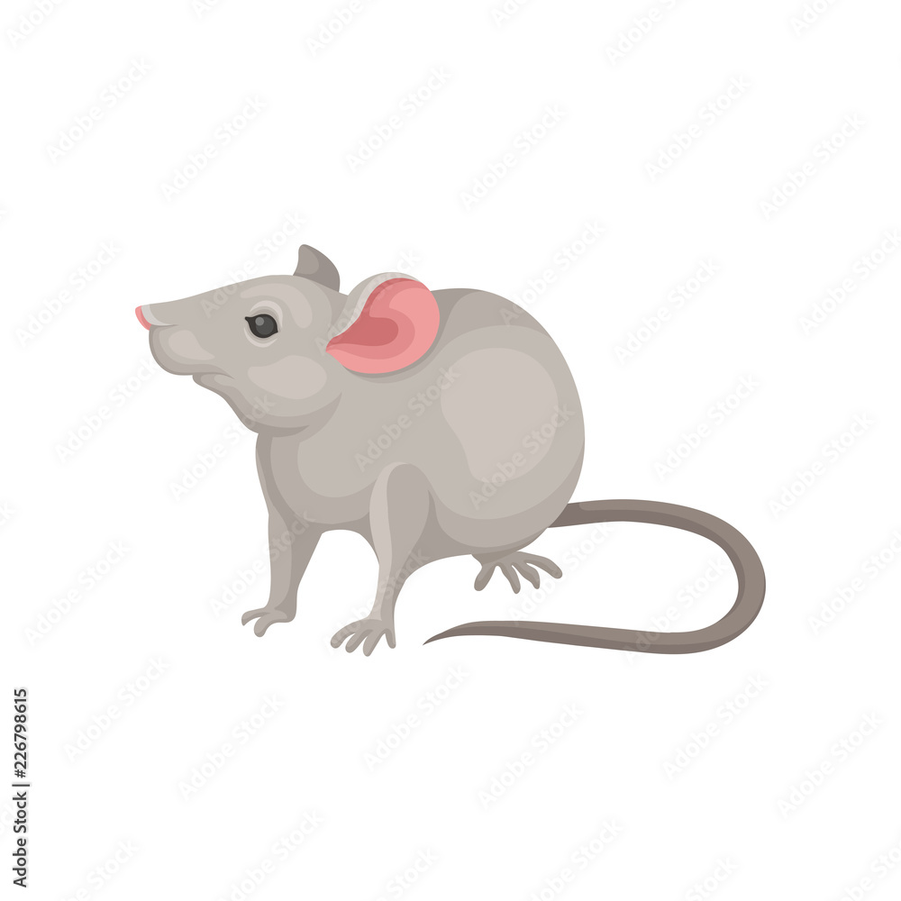 Flat vector icon of mouse. Rodent with pointed snout, large pink ears and long tail. Small gray mice Flat vector icon of mouse. Rodent with pointed snout, large pink ears and long tail. Small gray mice