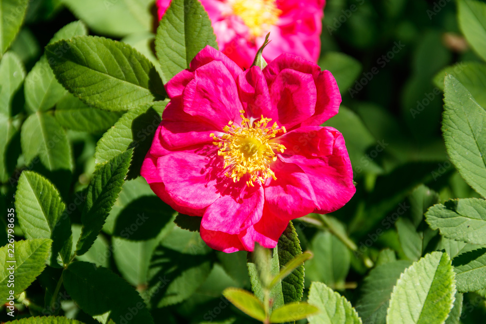 Pink flowers of dog-rose (rosehip) on a bush in the garden