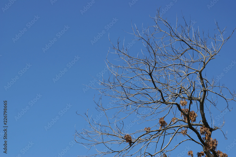 Leafless Tree with Clear Blue Sky Leafless Tree with Clear Blue Sky