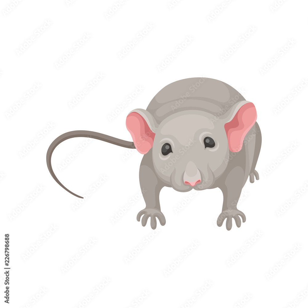 Flat vector icon of cute mouse, front view. Small rodent with gray coat, big pink ears and long tail Flat vector icon of cute mouse, front view. Small rodent with gray coat, big pink ears and long tail