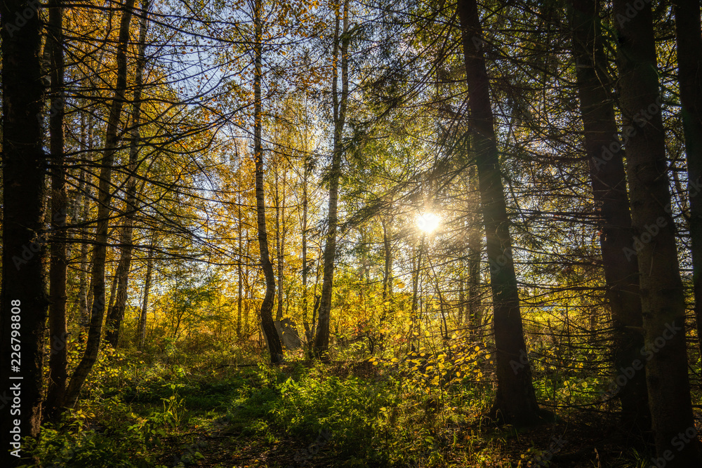 autumn in the forest