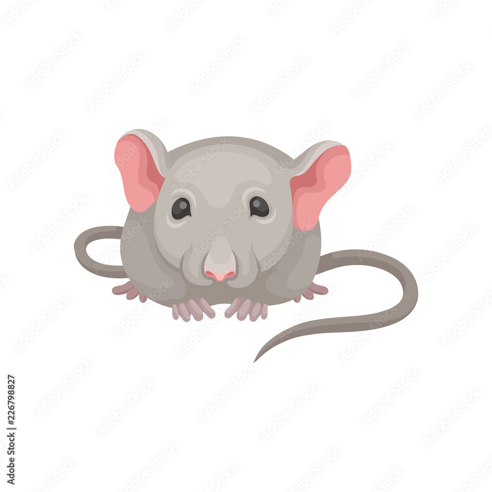 Flat vector icon of little mouse, front view. Gray mice with big pink ears,  small shiny eyes and long tail. Domestic animal Stock Vector | Adobe Stock