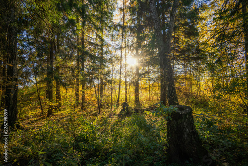 autumn in the forest