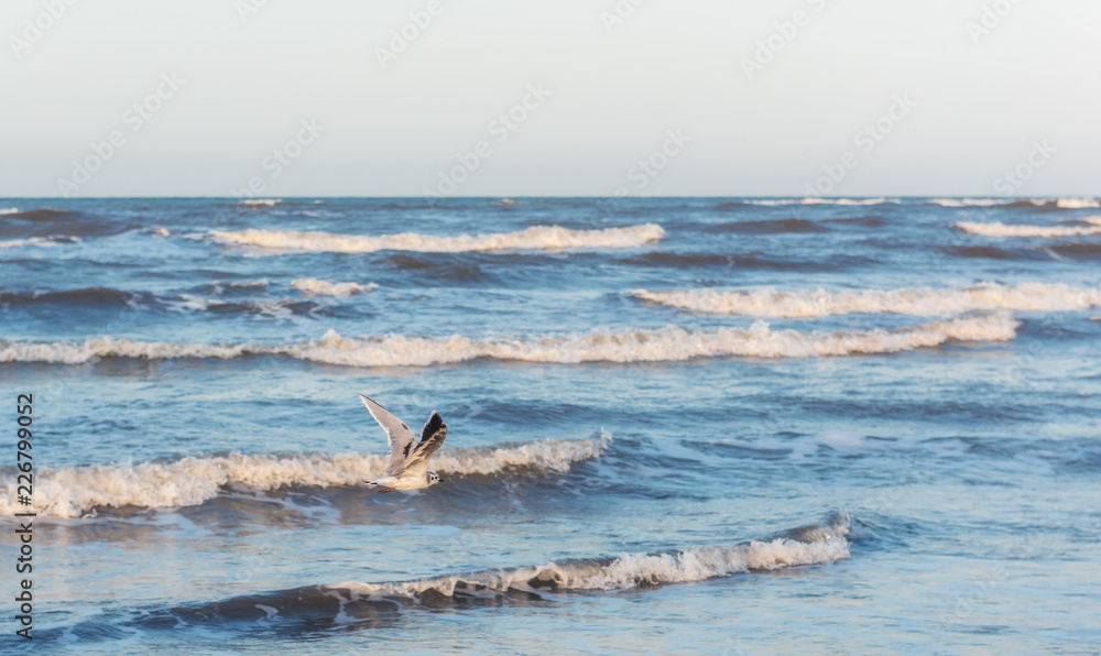 Obraz premium Seagull flying over the seashore