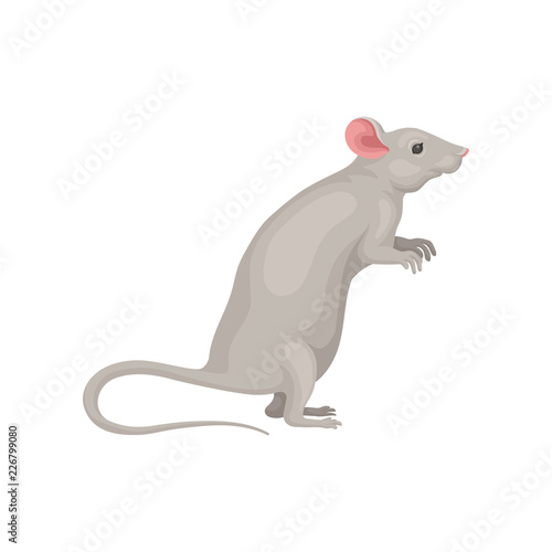 Cute domestic mouse standing on hind legs  side view. Small gray rodent with big pink ears and long tail. Flat vector icon