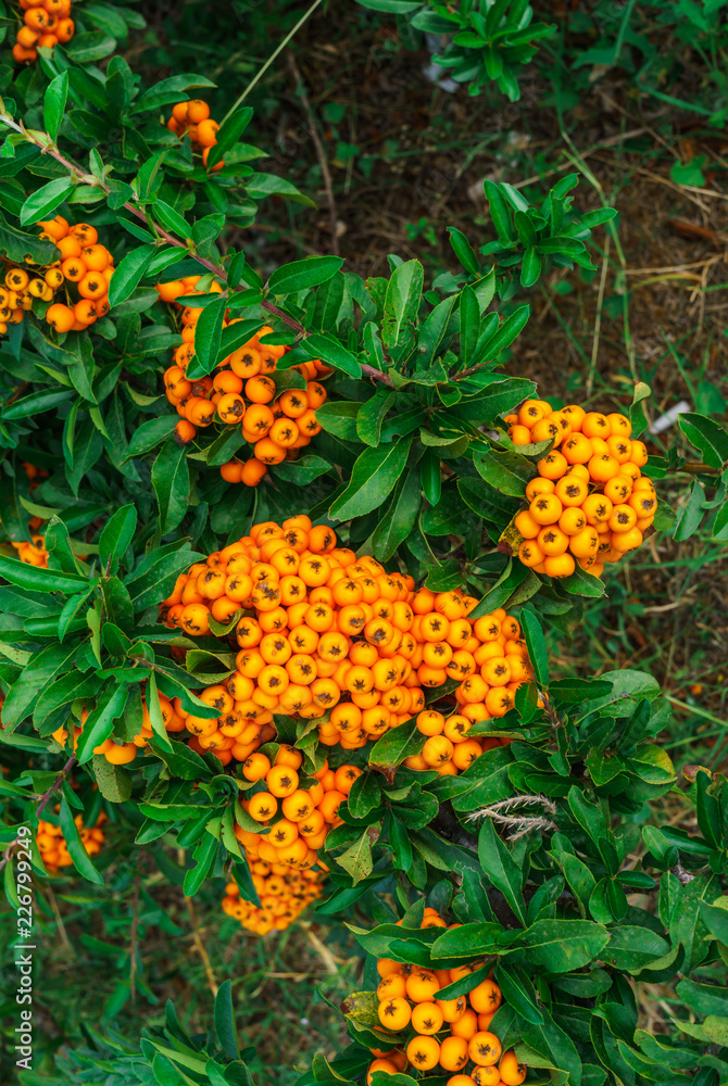 Decorative bush with orange berries Pirakanta in the park Decorative bush with orange berries Pirakanta in the park