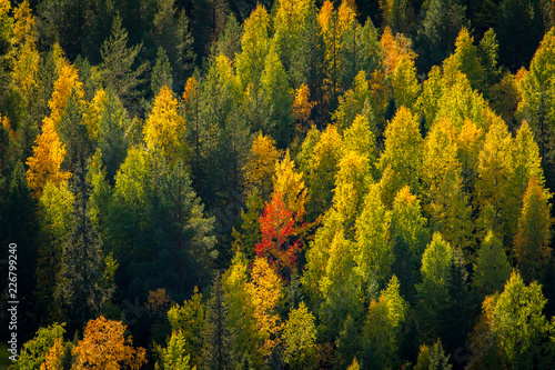 Autumn colors