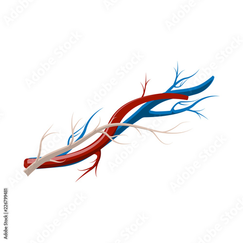 Vector design of body and human icon. Collection of body and medical stock symbol for web.
