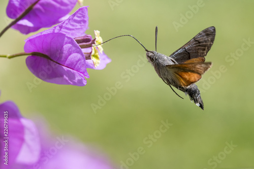 Macroglossum stellatarum feeding