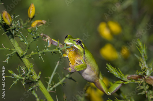 Mediterranean tree frog acrobatics