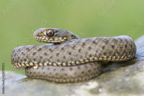 Montpellier snake juvenile