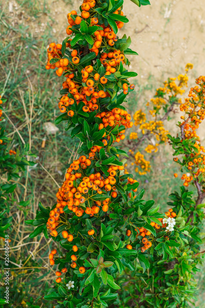 Decorative bush with orange berries Pirakanta in the park