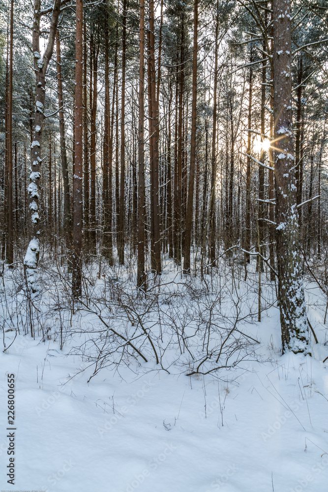 Winter Sun Shining Through Trees, Sunset Winter Sun Shining Through Trees, Sunset