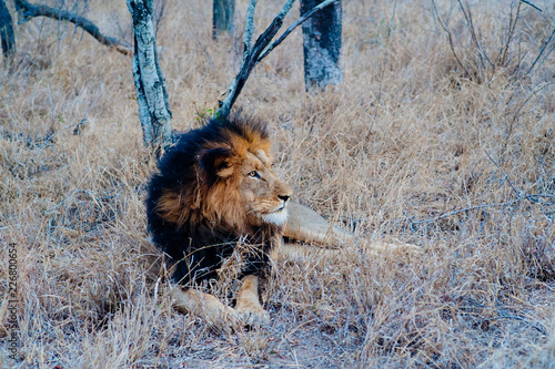 South Africa medium distance shot of a lion relaxing on savannah. Kapama private game reserve. South Africa.
