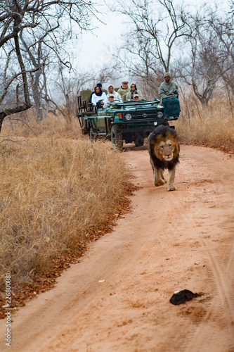 Male adult lion followed by a tourist 4x4 jeep. Kapama private game reserve near the Kruger national park. South Africa