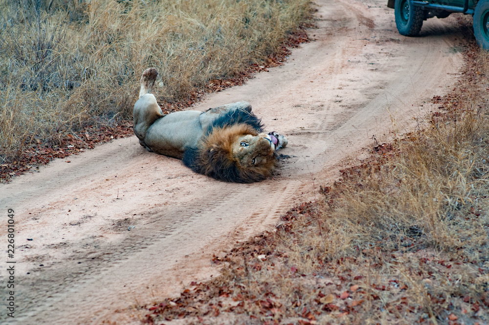 Obraz premium Male adult lion followed by a tourist 4x4 jeep. Kapama private game reserve near the Kruger national park. South Africa