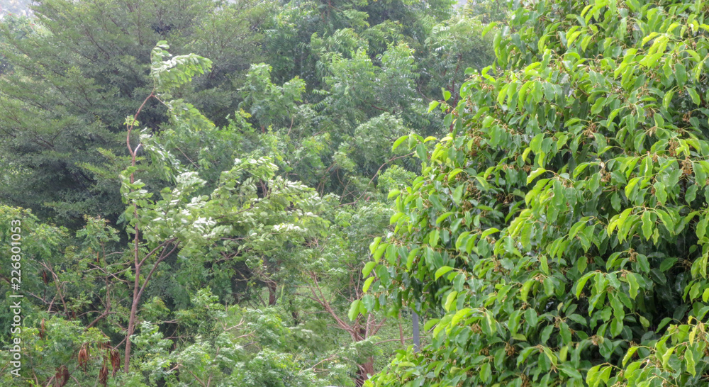 heavy wind on the tree in rainy day heavy wind on the tree in rainy day