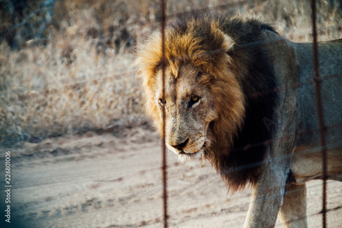 South Africa male lion beside a protection fence inside Kapama private game reserve.