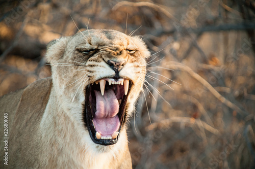 South Africa closeup of a lioness screaming on savannah at dusk. Kapama private game reserve. South Africa.