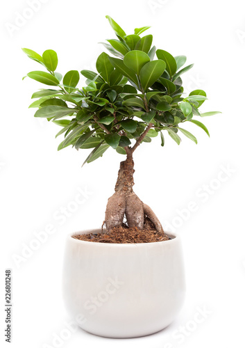 Ficus Ginseng - Bonsai tree