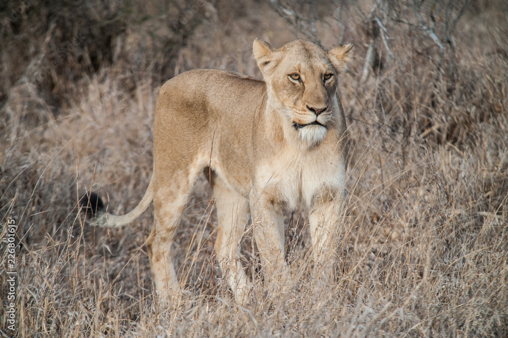South Africa extremely closeup of a lioness relaxing on savannah at dusk. Kapama private game reserve. South Africa. South Africa extremely closeup of a lioness relaxing on savannah at dusk. Kapama private game reserve. South Africa.