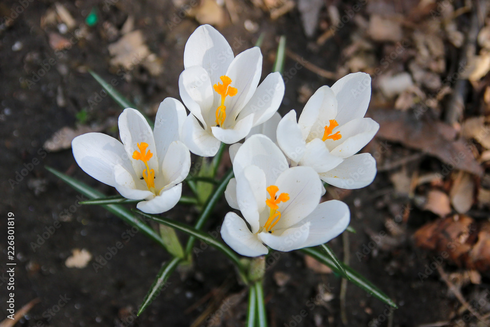 White crocus on the ground White crocus on the ground