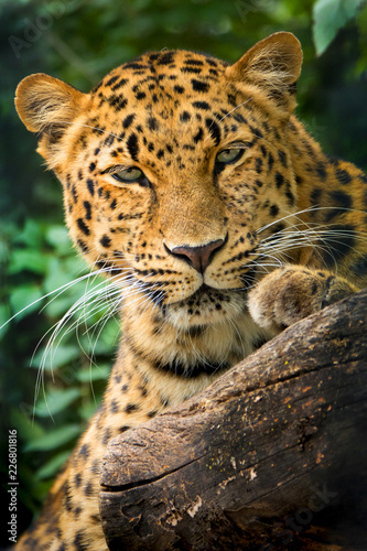 Endangered Amur Leopard portrait was shot at a local zoo in a light overcast condition. Normally, this big cat is hard to shoot as it is nocturnal and either sleeping or hungry and rapidly moving 