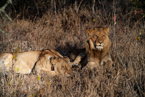 Couple of South Africa lions relaxing on the savannah. Kapama private game reserve
