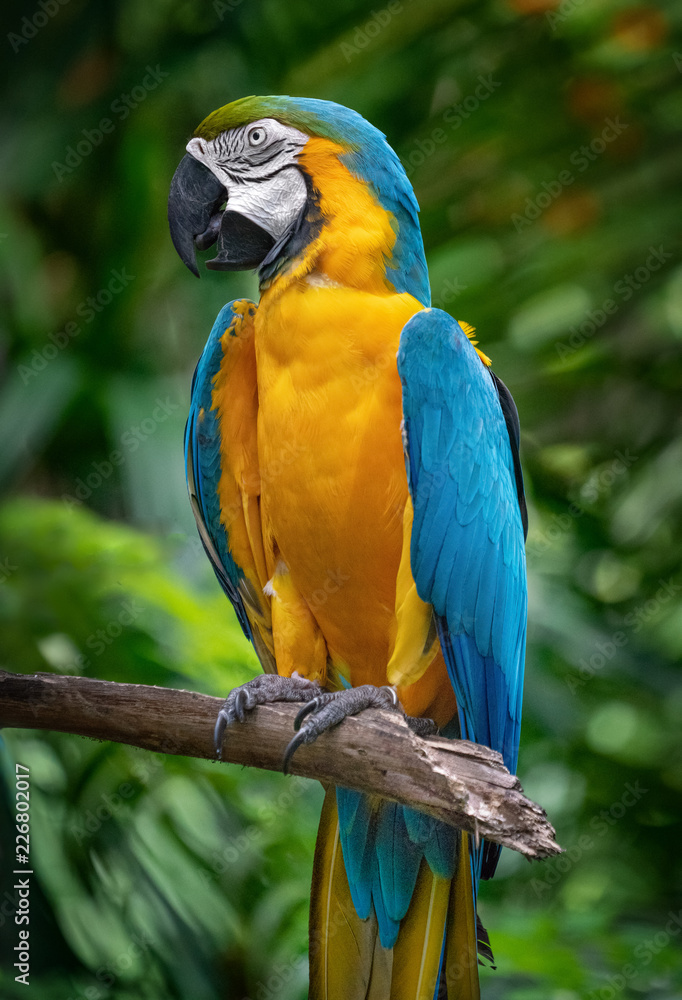 Blue and yellow Maccaw