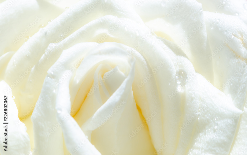 Macro Shot of water drop on white Rose, Macro Shot of water drop on white Rose,