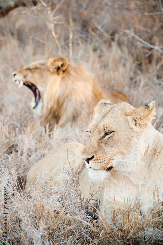 Lion and lioness couple screaming on savannah inside a South Africa private game reserve Lion and lioness couple screaming on savannah inside a South Africa private game reserve