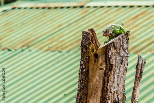 Iguana perched on a dead tree trunk