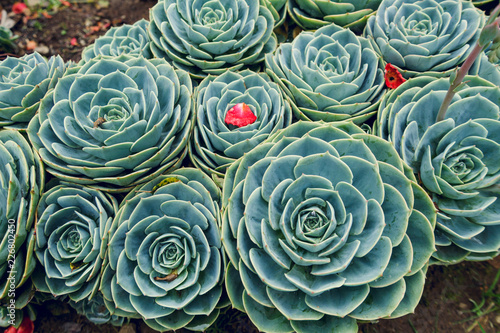 Succulents with red petals